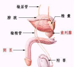 男性龟头流脓是怎么了?
